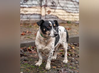 Kukla - Wundervolle sensible Hündin (Ukraine)