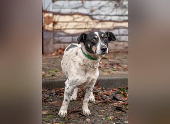 Kukla - Wundervolle sensible Hündin (Ukraine)