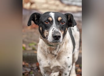 Kukla - Wundervolle sensible Hündin (Ukraine)