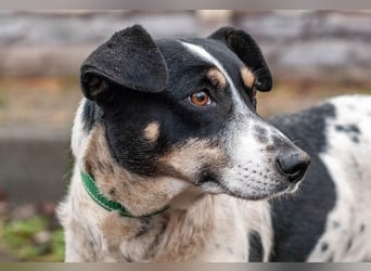 Kukla - Wundervolle sensible Hündin (Ukraine)