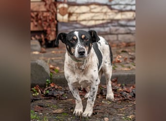 Kukla - Wundervolle sensible Hündin (Ukraine)