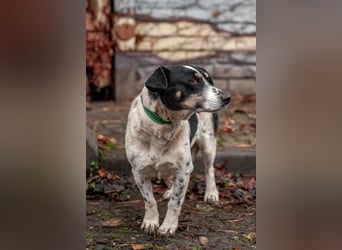 Kukla - Wundervolle sensible Hündin (Ukraine)