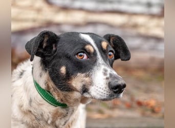 Kukla - Wundervolle sensible Hündin (Ukraine)