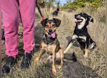 Charly sucht Menschen mit Herz