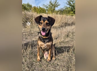 Charly sucht Menschen mit Herz