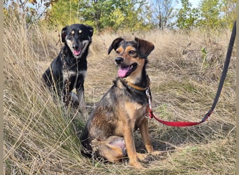 Charly sucht Menschen mit Herz