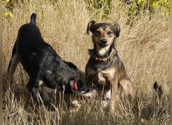 Charly sucht Menschen mit Herz