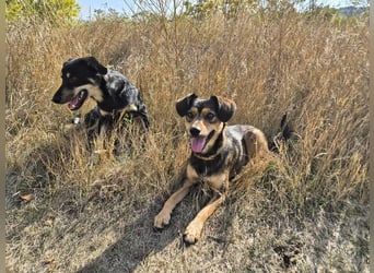 Charly sucht Menschen mit Herz