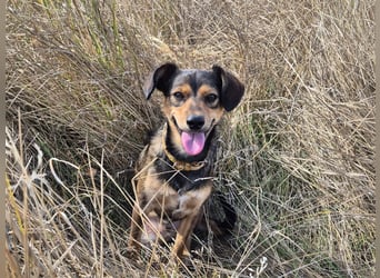 Charly sucht Menschen mit Herz