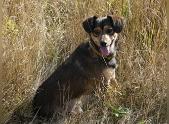 Charly sucht Menschen mit Herz