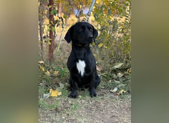 Hebron - sucht eine Familie mit Herz!