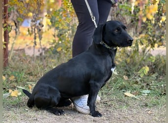 Hebron - sucht eine Familie mit Herz!