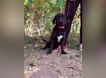 Hebron - sucht eine Familie mit Herz!