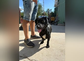 Hebron - sucht eine Familie mit Herz!