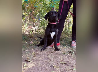 Hebron - sucht eine Familie mit Herz!