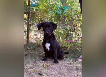 Hebron - sucht eine Familie mit Herz!