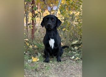 Hebron - sucht eine Familie mit Herz!