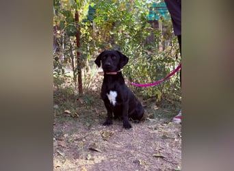 Hebron - sucht eine Familie mit Herz!