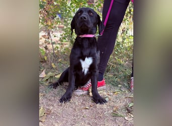 Hebron - sucht eine Familie mit Herz!