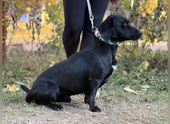 Hebron - sucht eine Familie mit Herz!