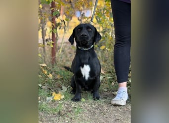 Hebron - sucht eine Familie mit Herz!