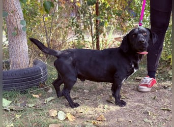 Hebron - sucht eine Familie mit Herz!