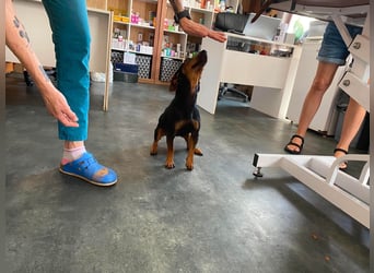 Flatley möchte mit dir um die Wette flitzen