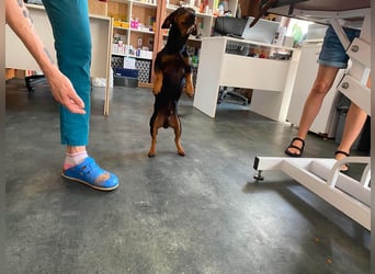 Flatley möchte mit dir um die Wette flitzen