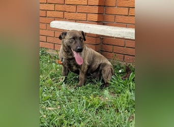 Hulk- kleiner Dackelmischling