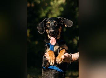 Fröhlicher Ringo sucht seine Menschen