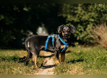 Fröhlicher Ringo sucht seine Menschen