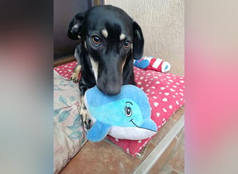 Carla - freundliche Dackelmischlings-Hündin sucht ihr Körbchen