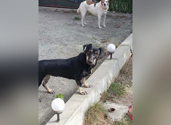 Carla - freundliche Dackelmischlings-Hündin sucht ihr Körbchen