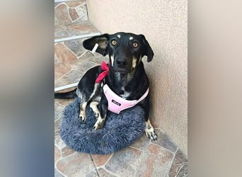 Carla - freundliche Dackelmischlings-Hündin sucht ihr Körbchen