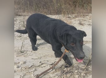 Freddy eine fröhliche Natur