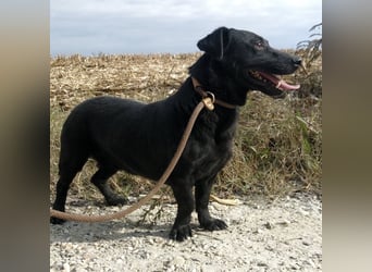 Freddy eine fröhliche Natur