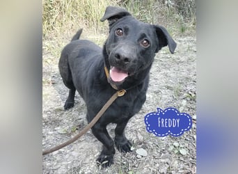 Freddy eine fröhliche Natur