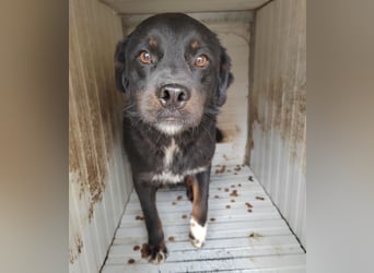 Botzi ein Engel mit gebrochenen Flügeln