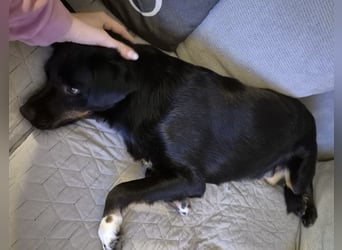 Botzi ein Engel mit gebrochenen Flügeln