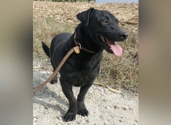 Freddy eine fröhliche Natur