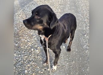 Botzi ein Engel mit gebrochenen Flügeln