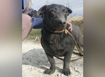 Freddy eine fröhliche Natur