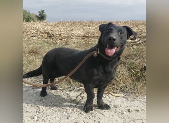 Freddy eine fröhliche Natur