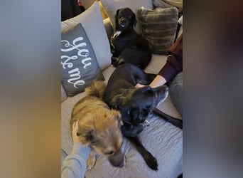 Botzi ein Engel mit gebrochenen Flügeln