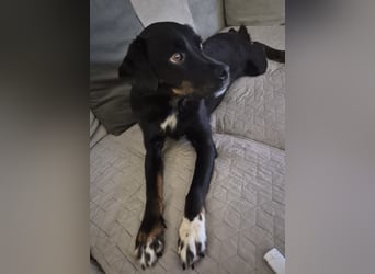 Botzi ein Engel mit gebrochenen Flügeln