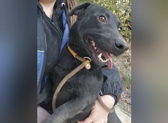 Freddy eine fröhliche Natur