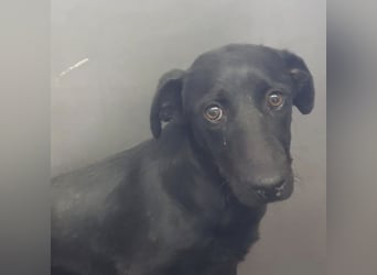 Freddy eine fröhliche Natur