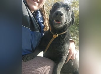 Freddy eine fröhliche Natur