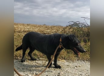 Freddy eine fröhliche Natur