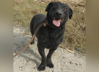 Freddy eine fröhliche Natur